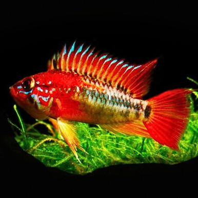 redfishbluefish.shop