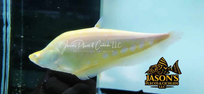 jasonsplecoscichlids.com