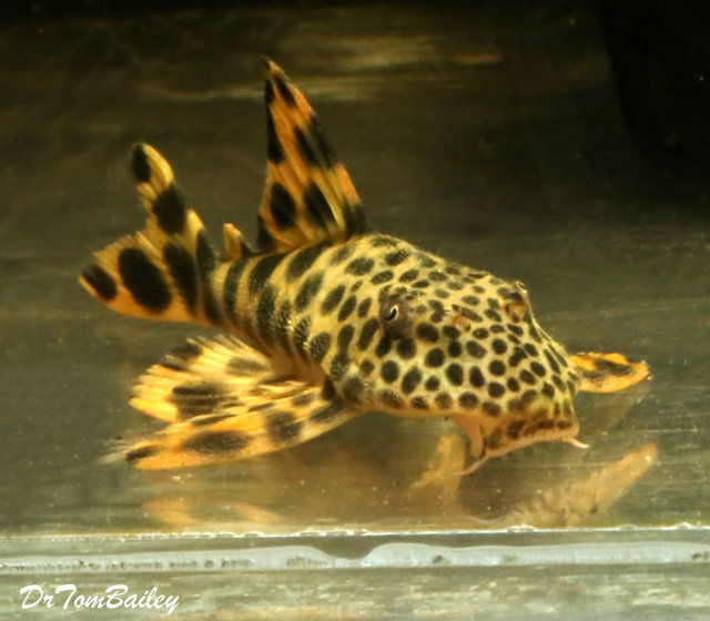 Image result for lo75 pleco