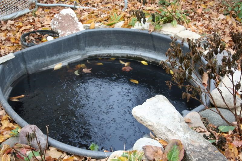 outdoor 150 gallon rubbermaid pond stocking ideas