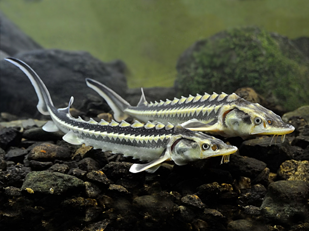 DJyhS1u4hWdKipUiWKuLqFwt_NRoy0mP8o2Od3WvDXD3y4OY6x0NN8NM_eCY1TU11a36QtJKywO81mnqrWyyYAAfNm2WT3nRuhifb2qhNqJ1fKMmrTWnOcdeCegcgEBNV9zOAXg9