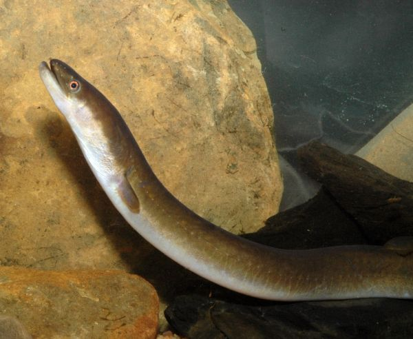 do7sLe-ppVzvXYKZO637um78jo0Kldqmp3szYa-lUxgzcR5lpc3yCzjb7rJLkQbMZAk4e7av0aZdtsQEMFYESRnnbExQ4IYXDVPLuA7rp1wiy-WnVGMBCn_f_ra7zjaNVnOyrp0a