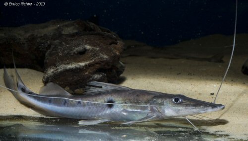 Image result for sturgeon catfish