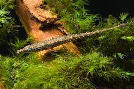 ylxT5Ei3pIkXfmlDwYJp_reUhtDxzRpWMWAQZ-ZEjJthFqkSdkDI-Bij1CKsQ3uztmPDzkmc7pqbr8XMBtl1bNn8RVXzOgo6ZKFbvWBVfNcbxz4714MfO3Nr_9RI6uQTn-Wn5wBl