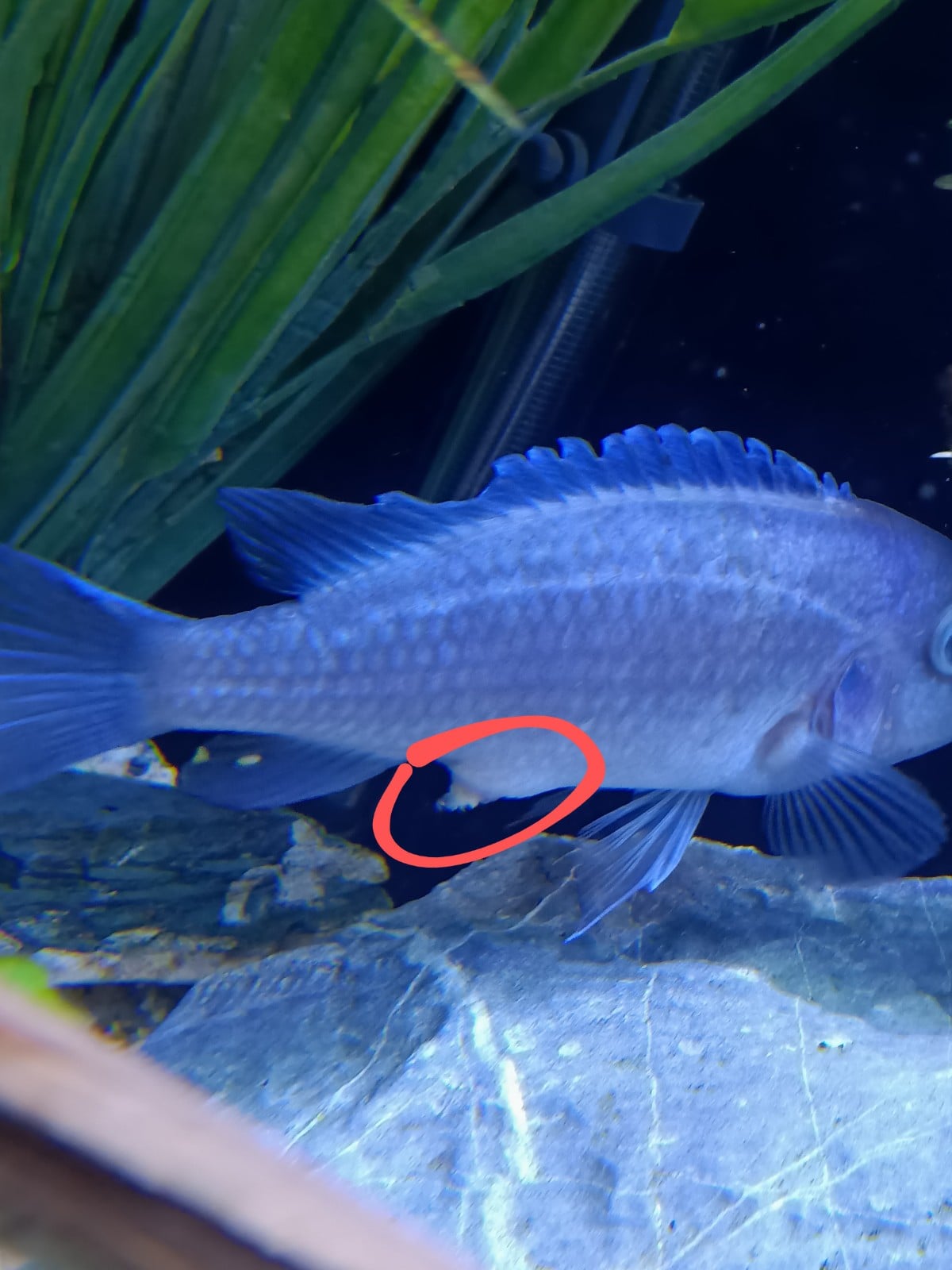 r/Cichlid - Save my fish from potential death.