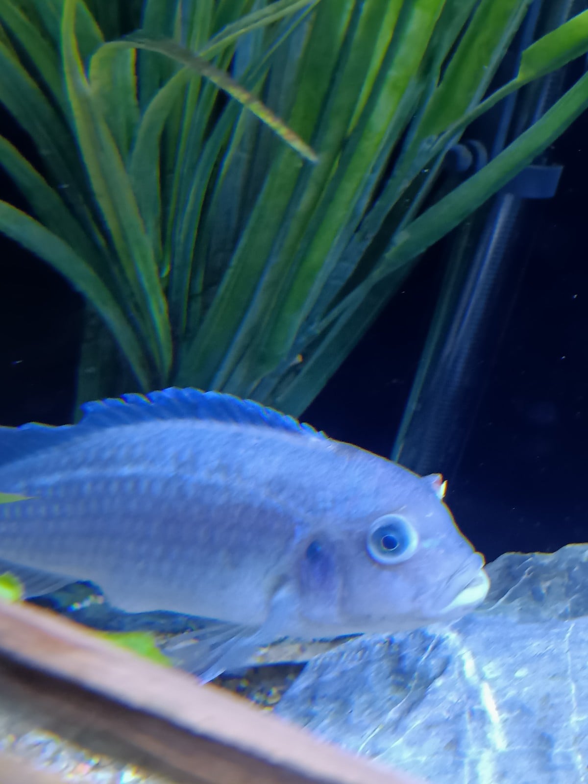 r/Cichlid - Save my fish from potential death.
