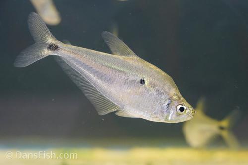 dansfish.com