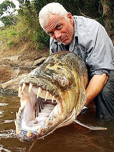 Image result for goliath tigerfish