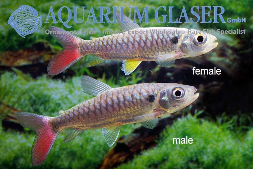 www.aquariumglaser.de