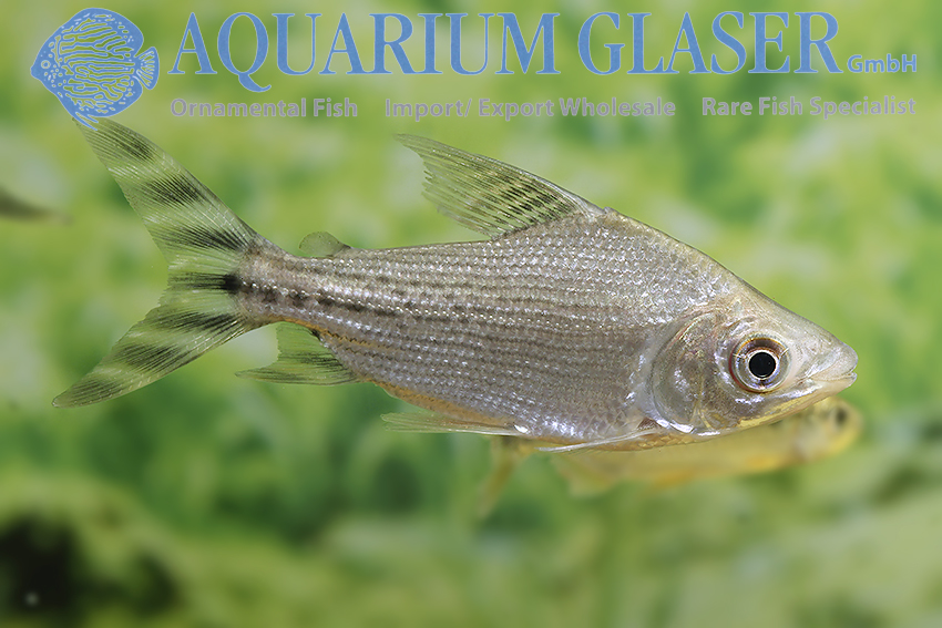 www.aquariumglaser.de