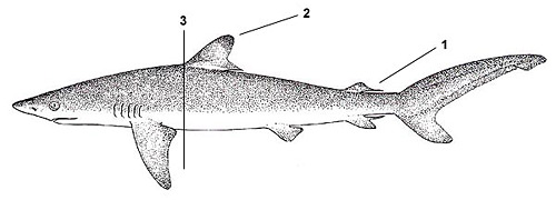 Carcharhinus-falciformis-diagram.jpg